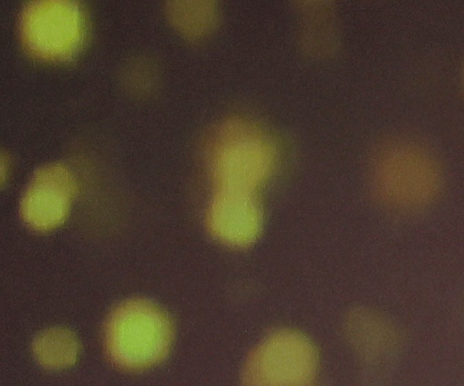 Sofía Vergara participando en un evento.