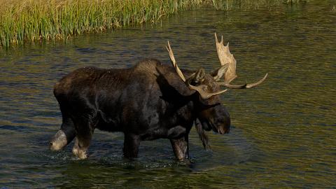 Se cree que este podría ser el primer ataque mortal de alces en Arizona.