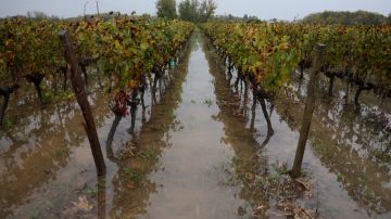 Inundaciones destruyen viñedos en Francia.