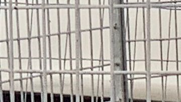 El león Kimba, de 8 años, del circo Rony Roller es visto detrás de vallas en Ladispoli el 12 de noviembre de 2023.