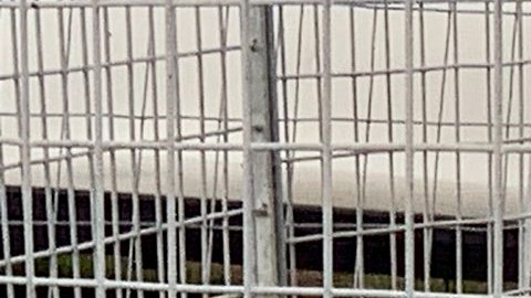 El león Kimba, de 8 años, del circo Rony Roller es visto detrás de vallas en Ladispoli el 12 de noviembre de 2023.