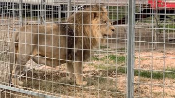 El león Kimba, de 8 años, del circo Rony Roller es visto detrás de vallas en Ladispoli el 12 de noviembre de 2023.