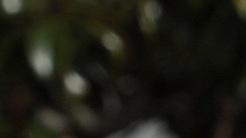 Biden indultó a los pavos Liberty y Bell en el 76º Indulto Nacional Anual de Pavos de Acción de Gracias.
