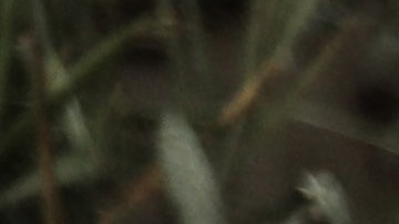 Guerra en la Franja de Gaza