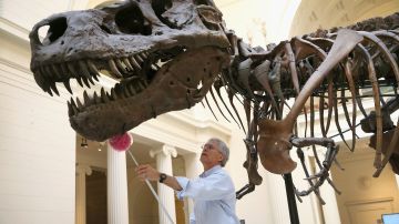 El T-Rex ahora se alza en el Museo Field de Chicago.