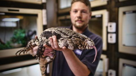 Se trataba de un tegu argentino blanco y negro.