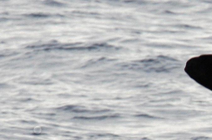 El cachalote es el animal con dientes más grande que existe, y mide hasta 20 metros de largo. (Foto: VALERY HACHE/AFP via Getty Images)