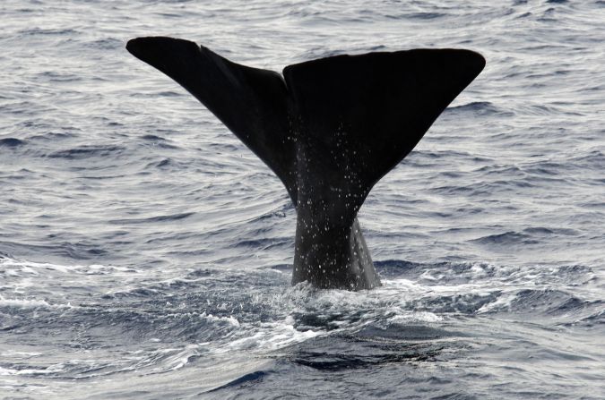 El cachalote es el animal con dientes más grande que existe, y mide hasta 20 metros de largo. (Foto: VALERY HACHE/AFP via Getty Images)