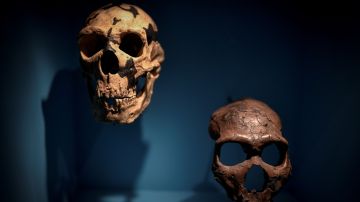Cráneos de neandertales descubiertos en Francia.