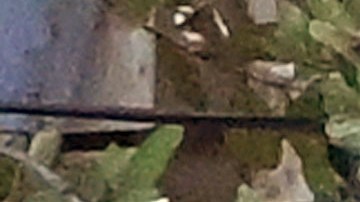 Ivanka Trump invirtió millones de dólares en esta mansión.