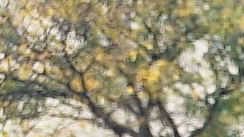 La puertorriqueña Rosa Cruz, con 80 años de edad, cree que la ciencia y los "buenos médicos de ahora" ayudarán a este objetivo.