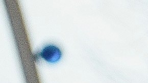 Niagara Falls (United States), 22/11/2023.- Police officers on a street corner near the Rainbow Bridge after a vehicle exploded at the Niagara Falls International Rainbow Bridge border crossing between the United States and Canada in Niagara Falls, New York, USA, 22 November 2023. At least two people have reportedly been killed in the explosion which happened earlier on Wednesday and all the bridges between the United States and Canada in the area have been closed. (Estados Unidos, Nueva York) EFE/EPA/PAT CRAY