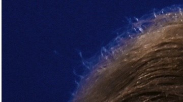 ¿Se enfrentarán Donald Trump y Joe Biden las elecciones presidenciales de 2024?