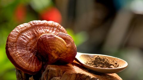 Hongo Reishi