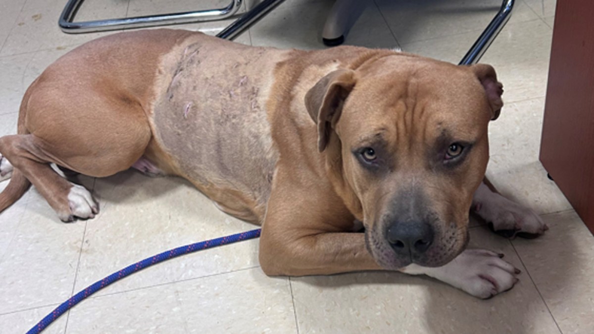 Dog Stabbed 17 Times and Survives: Cruelty and Hope in New York – SPCA Offers Reward