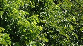 La caravana migrante continúa atravesando el estado de Chiapas rumbo a Estados Unidos.