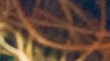 Olivia Wilde y Bryn Mooser