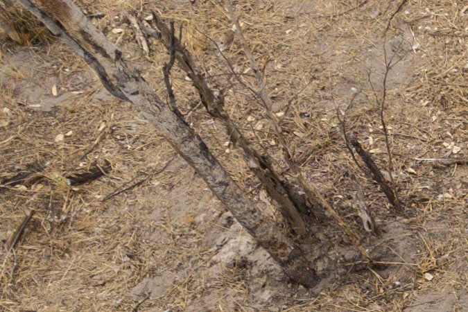 Un cadáver de un elefante que sucumbió a la sequía en el Parque Nacional Hwange, Zimbabwe. (Foto de ZINYANGE AUNTONY/AFP vía Getty Images)
