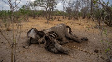 Lamentables imágenes de la muerte de elefantes.