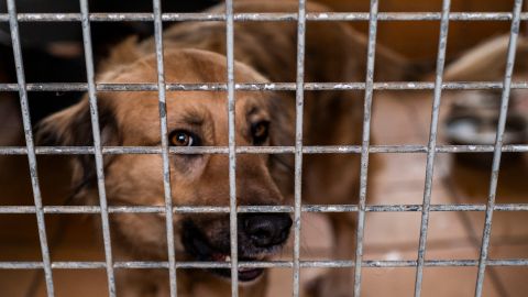 Los dos perros se encuentran actualmente bajo custodia de los Servicios para Animales del Condado de Multnomah.