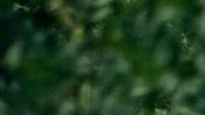 Policía estatal de Sonora