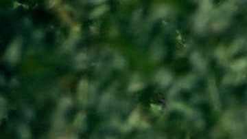 Policía estatal de Sonora