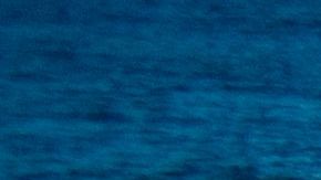 Un turista describió al tiburón como un animal de "15 pies de largo".