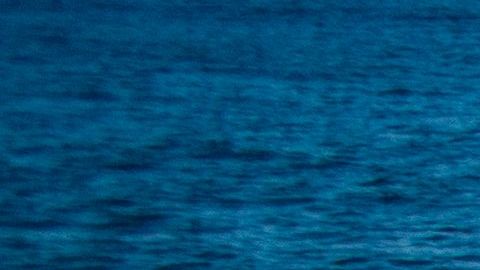 Un turista describió al tiburón como un animal de "15 pies de largo".
