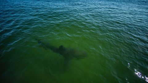 Un turista describió al tiburón como un animal de "15 pies de largo".