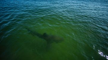 Un turista describió al tiburón como un animal de "15 pies de largo".