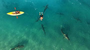 La mujer practicaba paddle boarding cando fue atacada por un tiburón en las Bahamas.