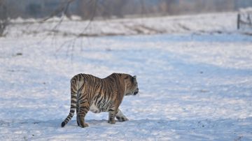 El tigre siberiano mató a un perro y luego a su dueño.