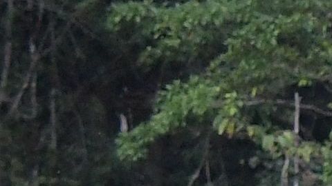 Durante la acción, los comandos enfrentaron desafíos en terrenos difíciles, incluyendo la superación de peligrosos pantanos en la oscuridad.
