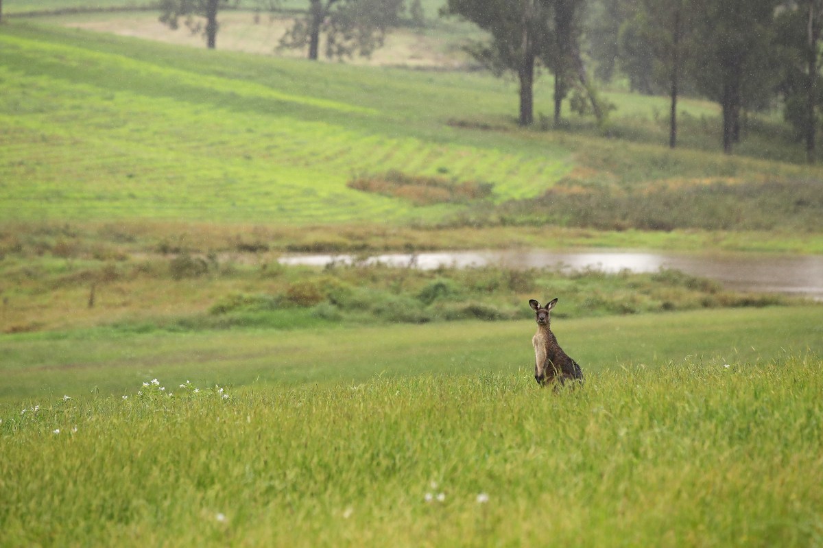 Canadian police arrested an escaped kangaroo after an intensive search that lasted four days