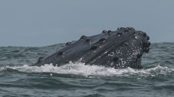 La ballena fue filmada "nadando" con varios bañistas antes de morir.