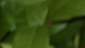 Rachel McAdams posando en una alfombra roja.