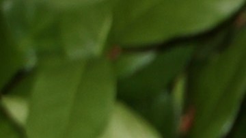 Rachel McAdams posando en una alfombra roja.