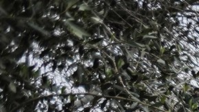 As Gaza Ceasefire Holds, Residents Seek Food, Fuel And Other Aid