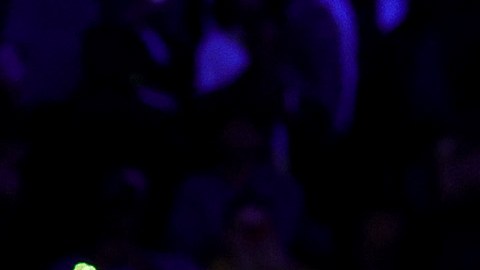 LeBron James levanta el trofeo de la NBA In-Season Tournament.