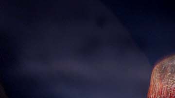 El fósil revela que probablemente cazaron dinosaurios más pequeños.