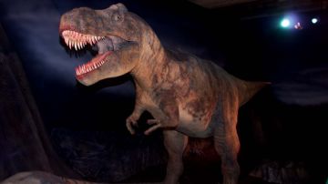 El fósil revela que probablemente cazaron dinosaurios más pequeños.