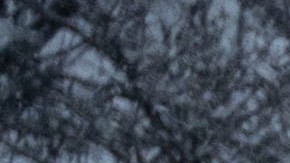 Maryland Nieve
