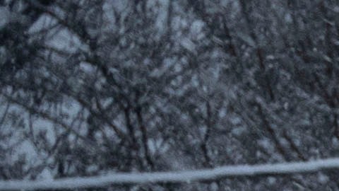 Maryland Nieve