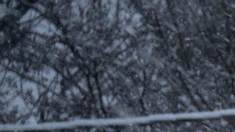 Maryland Nieve
