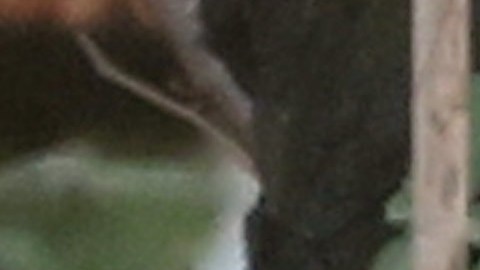 Sophie Turner y Peregrine Pearson