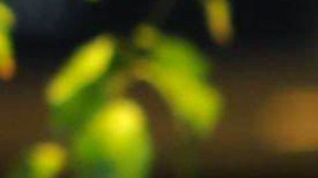 Margot Robbie posando en una alfombra roja.