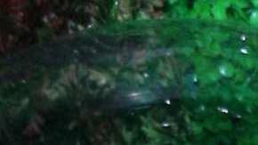 Alfredo Adame, actor mexicano.