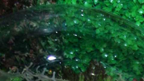 Alfredo Adame, actor mexicano.