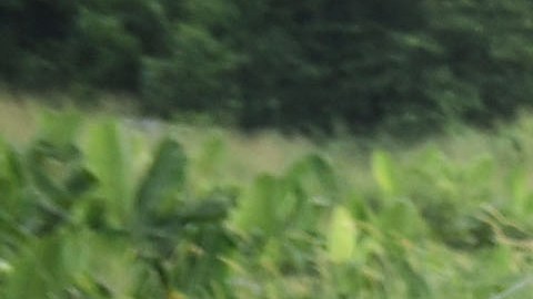 El grupo de migrantes entró a Guatemala por la frontera de El Corinto.