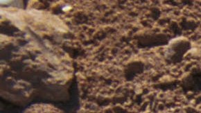 Mineros descubren esqueleto de mamut en Dakota del Norte.